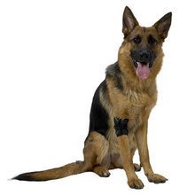 Kruuse Rehab Elbow Protector-ochraniacz stawu łokciowego dla psów