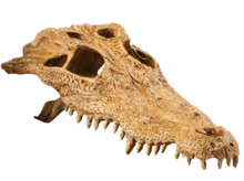EXO TERRA - czaszka krokodyla do terrarium