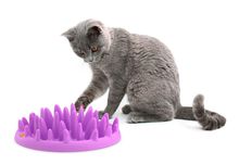 CATCH Interactive Feeder interaktywna miska spowalniająca jedzenie dla kota
