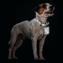 HUNTER Hella Reflect - Obroża odblaskowa dla psa ze sztucznej skóry