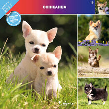 Affixe Kalendarz ścienny 2023 Chihuahua