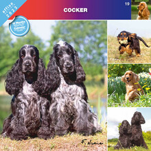 Affixe Kalendarz ścienny 2023 Cocker Spaniel