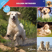 Affixe Kalendarz ścienny 2023 Golden Retriver