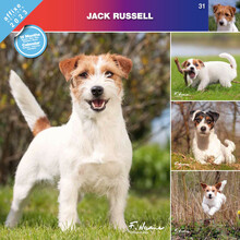Affixe Kalendarz ścienny 2023 Jack Russell