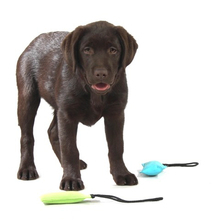 DINGO Przeciągacz agility - aport bawełniany dla psa