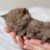 brytyjczyk brytyjski krótkowłosy kot brytyjski british shorthair kot sfinks sphynx choroby u kotów