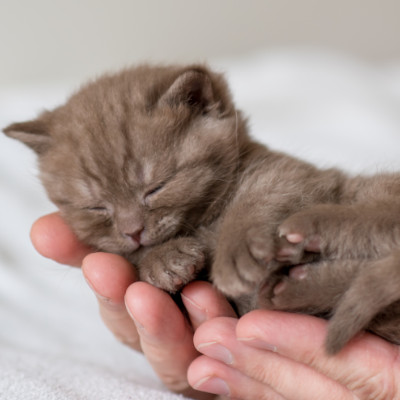 brytyjczyk brytyjski krótkowłosy kot brytyjski british shorthair kot sfinks sphynx choroby u kotów