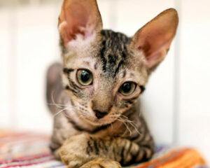 kornwalijski rexcornish rex kot sfinks sphynx choroby u kotów