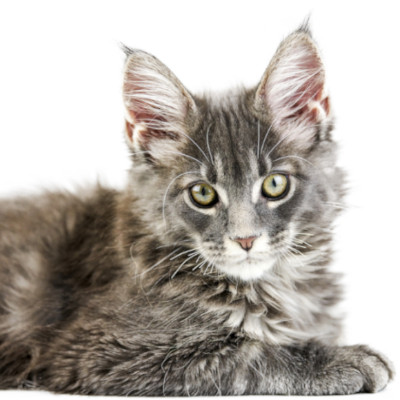 kot maine coon kot sfinks sphynx choroby u kotów