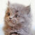 kot perski persian kot sfinks sphynx choroby u kotów