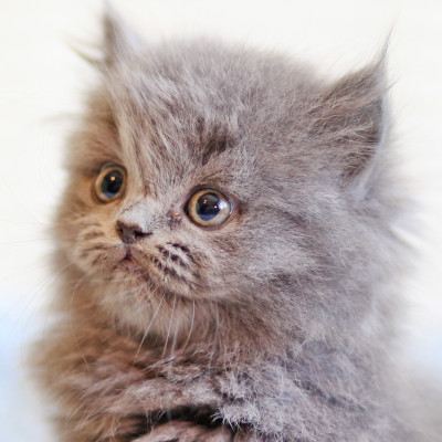 kot perski persian kot sfinks sphynx choroby u kotów