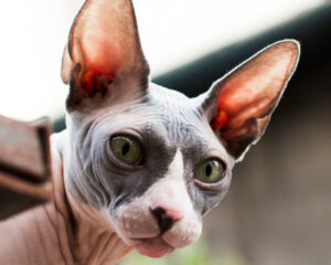 kot sfinks sphynx choroby u kotów