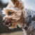 pies rasy yorkshire terrier