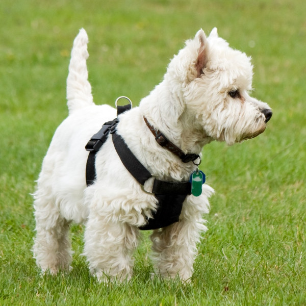 West Highland White Terrier Charakter Wychowanie Co To Za Rasa