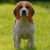 beagle przyjacielski pies dla rodziny