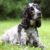 pies rasy ocker spaniel angielski