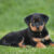 rottweiler szczeniak