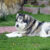 pies rasy alaskan malamute 