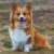 welsh corgi pembroke 