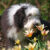 pies rasy bearded collie