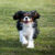 pies rasy Cavalier king charles spaniel