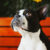 boston terrier