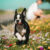 pies rasy Boston terrier