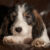 pies rasy petit basset griffon vendeen