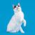 kot japoński bobtail kot bez ogona
