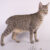 kot amerykański bobtail z charakterystycznym ogonem