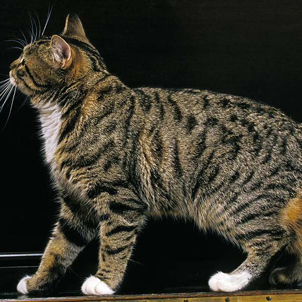 manx