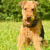 airedale terrier_600