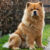 chow_chow_600