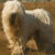 komondor_600